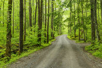 Upper Tremont Road in spring, Great Smoky Mountains National... by Danita Delimont