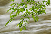 Overhanging maple tree branches in spring, Middle Prong, Gre... von Danita Delimont