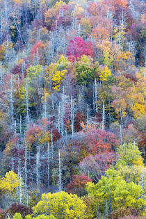 Tennessee, Great Smoky Mountains National Park, view along N... von Danita Delimont