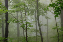 USA, Tennessee, Foggy morning at Roaring Fork Trail in the Smokies. von Danita Delimont