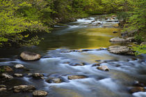 USA, Tennessee, Spring reflections on the Little River at Sm... von Danita Delimont