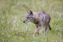 Coyote in field, Cades Cove, Great Smoky Mountains NP, TN by Danita Delimont