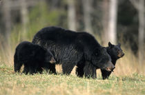 Black Bear female with cubs two, Great Smoky Mountains Natio... von Danita Delimont