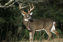 White-tailed Deer 8-point buck near woods Great Smoky Mounta... by Danita Delimont
