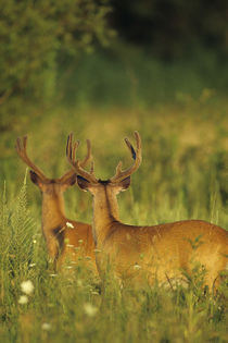 White-tailed Deer bucks in velvet, Tennessee by Danita Delimont