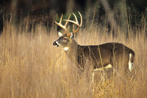 White-tailed Deer 8-point buck in field, Great Smoky Mountai... von Danita Delimont
