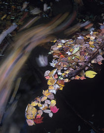 Fallen autumn leaves on Little Pigeon River, Great Smoky Mou... von Danita Delimont
