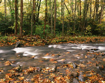 USA, Tennessee, Great Smoky Mountains National Park, River f... von Danita Delimont