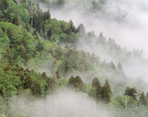 USA, Tennessee, North Carolina, Great Smoky Mountains National Park von Danita Delimont
