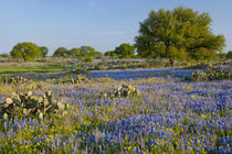 Hill Country, Texas, Bluebonnets, Oak Trees, and cactus by Danita Delimont