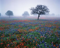 USA, Texas, Hill Country, View of Texas paintbrush and blueb... by Danita Delimont