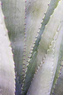 Agave plant in west Texas, USA. von Danita Delimont
