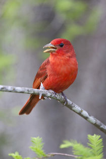 Summer Tanager male on perch by Danita Delimont