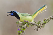 Green Jay adult calling by Danita Delimont