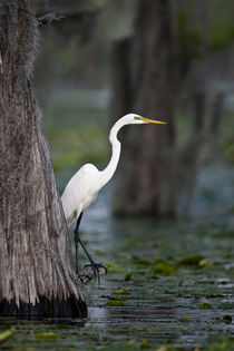 Great Egret on Caddo Lake, Texas by Danita Delimont
