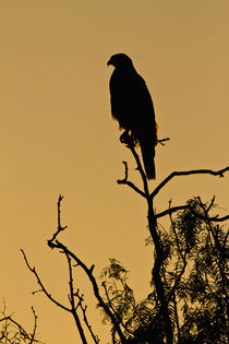 Harris's Hawk perched raptor von Danita Delimont