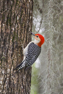 Red-bellied Woodpecker male on oak by Danita Delimont