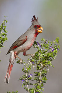 Pyrrhuloxia male perched in south Texas by Danita Delimont