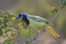 Green Jay adult eating anaqua fruits, Texas by Danita Delimont