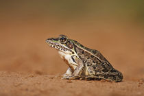 Rio Grande Leopard Frog sunning, Texas by Danita Delimont