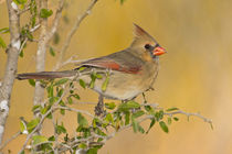 Northern Cardinal female perched on branch by Danita Delimont