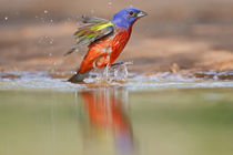 Painted Bunting adult male at a south Texas pond by Danita Delimont