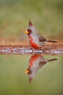 Pyrrhuloxia male bathing at south Texas pond by Danita Delimont