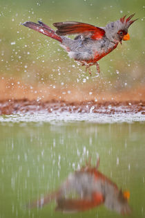 Pyrrhuloxia male bathing at south Texas pond by Danita Delimont