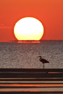 Great Blue Heron standing by Laguna Madre at sunset by Danita Delimont