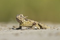Texas Horned Lizard hiding in sand, south Texas by Danita Delimont