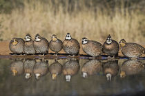 Northern Bobwhite covey drinking at south Texas pond by Danita Delimont