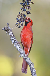 Northern Cardinal adult male feeding on wild grapes von Danita Delimont
