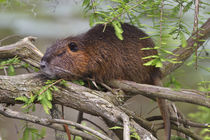 Nutria adult sunning in bald cypress branches, east Texas by Danita Delimont