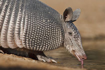 Nine-banded Armadillo drinking at pond in south Texas by Danita Delimont