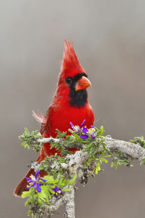 Northern Cardinal, Cardinalis cardinalis, adult male perched... von Danita Delimont