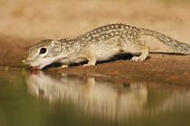 Mexican Ground Squirrel drinking at a pond in south Texas von Danita Delimont
