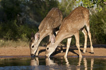 White-tailed Deer young drinking at ranch pond in south Texas by Danita Delimont