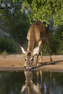 White-tailed Deer female drinking at ranch pond in south Texas by Danita Delimont