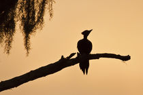 Piliated Woodpecker female perched on bald cypress, Caddo Lake, Texas von Danita Delimont