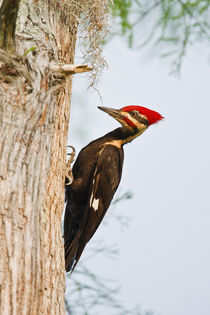 Piliated Woodpecker female perched on bald cypress, Caddo Lake, Texas by Danita Delimont