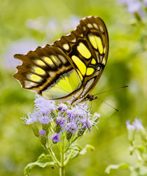 Malachite butterfly nectaring on mist flower, Falcon State Park, Texas by Danita Delimont