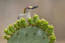Golden-fronted Woodpecker adult male perched on prickly pear cactus by Danita Delimont