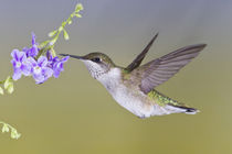 Ruby-throated Hummingbird female feeding at Turk's cap flower, Texas by Danita Delimont