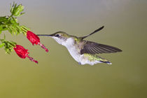 Ruby-throated Hummingbird female feeding at Turk's cap flower, Texas von Danita Delimont