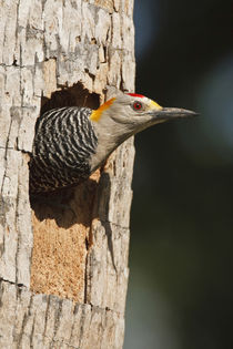 Golden-fronted Woodpecker adult at nest cavity in palm, McAllen, Texas by Danita Delimont