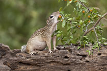 Mexican Ground Squirrel feeding on granjeno fruits in south Texas von Danita Delimont