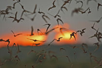 Mexican Free-tailed Bats emerging from Frio Bat Cave, Concan... von Danita Delimont