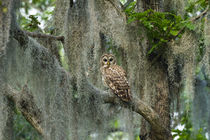 Barred Owl in bald cypress forest on Caddo Lake, Texas by Danita Delimont