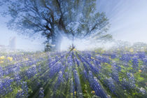 Texas Bluebonnets in bloom, central Texas, spring von Danita Delimont