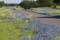 Texas Bluebonnets in bloom, central Texas, spring by Danita Delimont